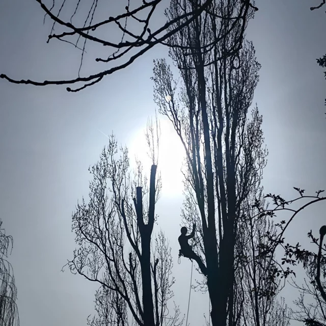 Was wir an dem Job des Baumpflegers lieben? Die Mischung macht es! Es ist anstrengend und fordernd, aber auch ruhig und erdend. Es ist heiß/kalt/nass/staubig, aber auch in Verbindung mit Natur und Körper. Es ist bringt Demut in alten, uralten Bäumen zu klettern,  es bringt aber auch Empowerment mit seiner eigener Kraft und Geschick in den letzten Winkel des Außenkrone zu kommen und diesen einen Ast doch noch erreicht zu haben. Abends ist man platt aber happy. 

#treecare #treelove #treeclimbing #treeclimber #treework #arboriculture #arblife #arborist #arboristsofinstagram #baumarbeiten #baumschnitt #baumklettern #baumkletterer #baumdienst  #baumpflege #baumpfleger #arborist #baumpflegetrier #baumpflegeluxemburg #seilklettertechnik #seilundbeil #welovethisjob #officefortheday