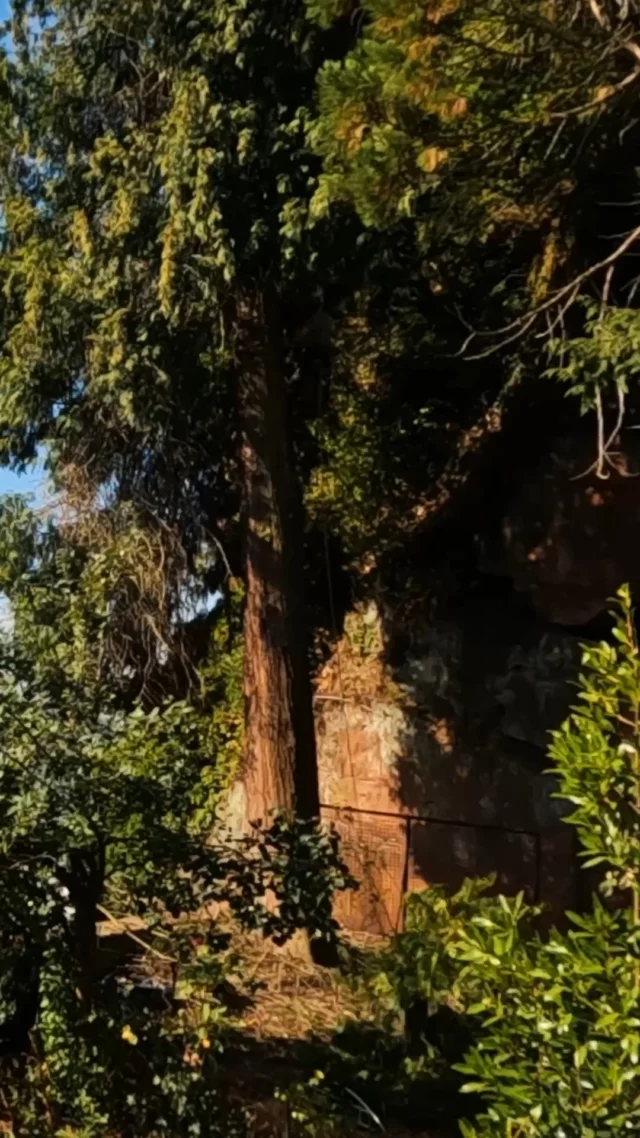 Fällen und Abtragen von Bäumen ist auch ein Teil jedes passionierten Baumpflegers. Wir lieben Bäume und setzen uns für den Erhalt ein - manchmal ist ein Baum aber nicht mehr zu erhalten und muss dann sicher abgetragen werden. 
Mit dem 1. Oktober endet das generelle Fällverbot nach §39 des Bundesnaturschutzgesetz. Das heißt zum Glück nicht, das ab jetzt alles und jeder Baum wahllos gefällt werden kann. Es ist weiterhin verboten, wild lebende Tiere mutwillig zu beunruhigen, zu fangen, zu verletzen oder zu töten sowie ihre Lebensstätten (wie Nester oder Höhlen) zu beeinträchtigen oder zu zerstören. Die Winterquartieren bei Eichhörnchen, Sieben-/Gartenschläfer und Fledermäusen sind da nur ein paar Arten, deren Schutz selbstverständlich weiter gilt. Zudem regeln einige Kommunen den Baumschutz zusätzlich durch Baumschutzsatzung. 
Hier stehen wir gern beratend zur Seite und kommen für eine kostenlosen Baum-Check vorbei um alle Möglichkeiten und Notwendigkeiten vor Ort zu besprechen. 

#treecare #treelove #treeclimbing #treeclimber #treework #arboriculture #arblife #arborist #arboristsofinstagram #baumarbeiten #baumschnitt #baumklettern #baumkletterer #baumdienst  #baumpflege #baumpfleger #arborist #baumpflegetrier #baumpflegeluxemburg #seilklettertechnik #seilundbeil #welovethisjob #officefortheday